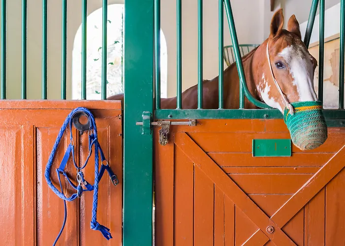 Meliá Desert Palm Member of Meliá Collection